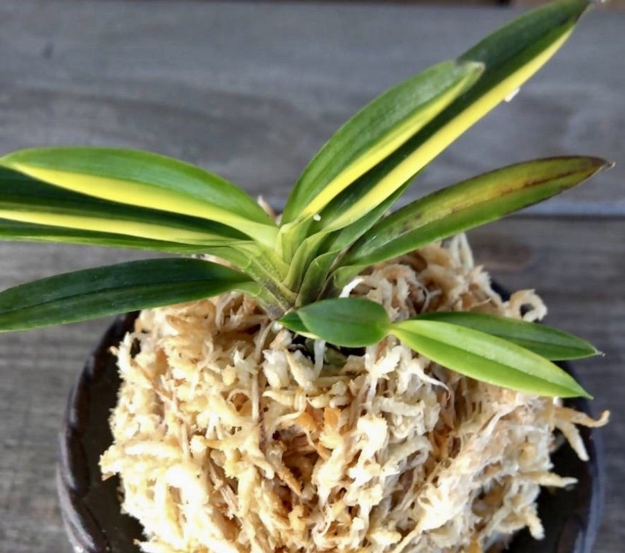 富貴蘭【漆黒金牡丹】 | 富貴蘭を楽しんでブログ