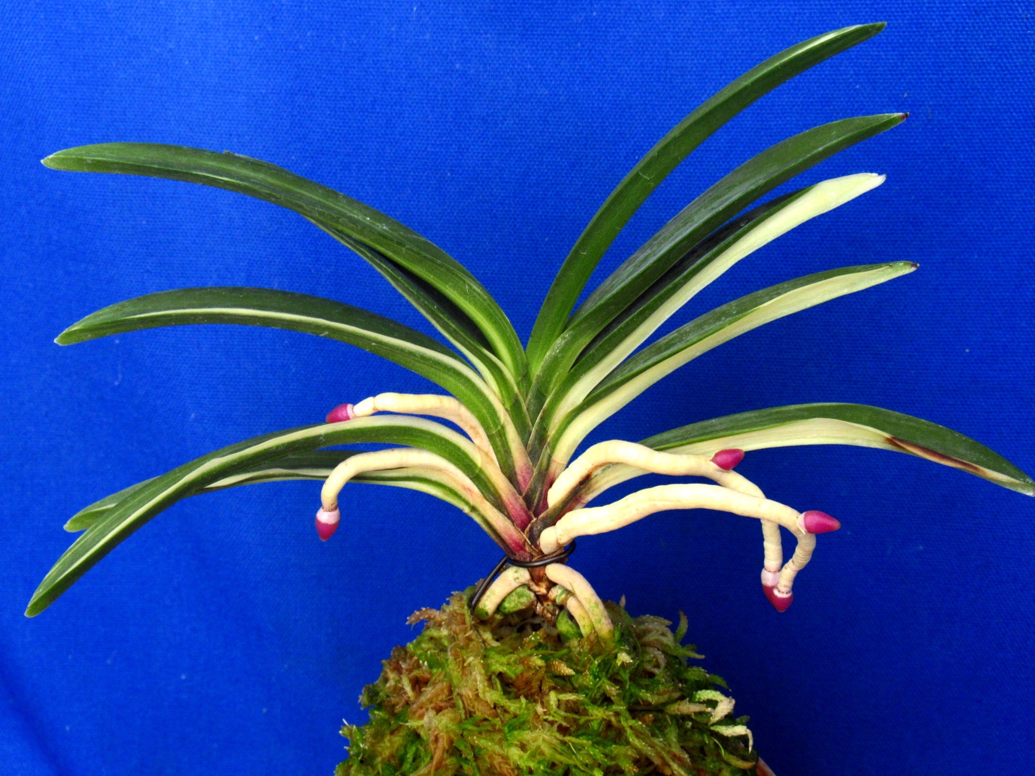 デビューしたのは25年以上前の奄美富貴蘭雪白縞 | ranja-ponpoko-47