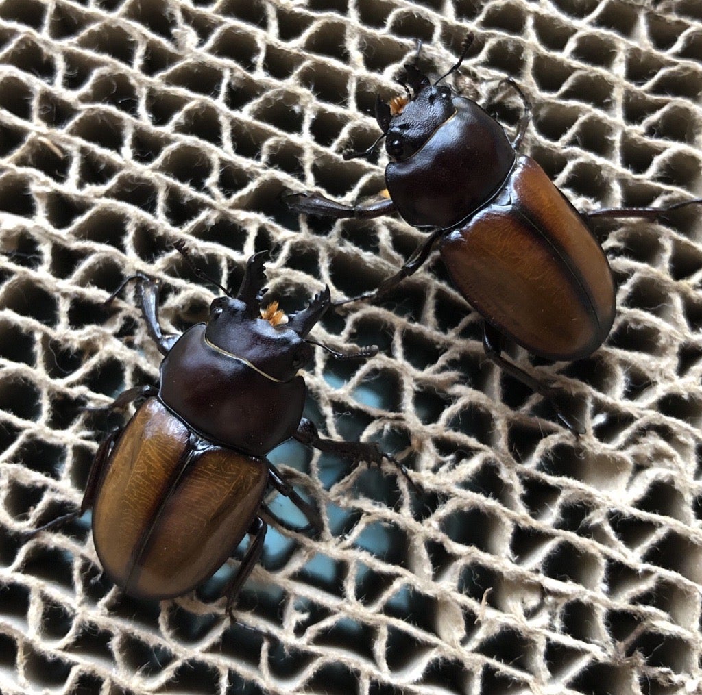 石垣 チャイロマルバネ ペア 石垣 チャイロマルバネ ペア ヤエヤマ