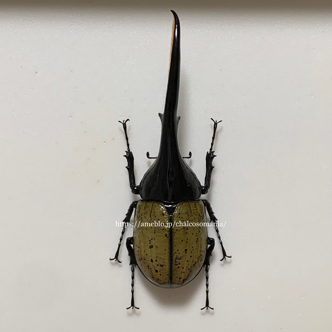 ヘラクレスオオカブト(原名亜種) No.1 野外品 超特大 | 愉快な海と波と恵