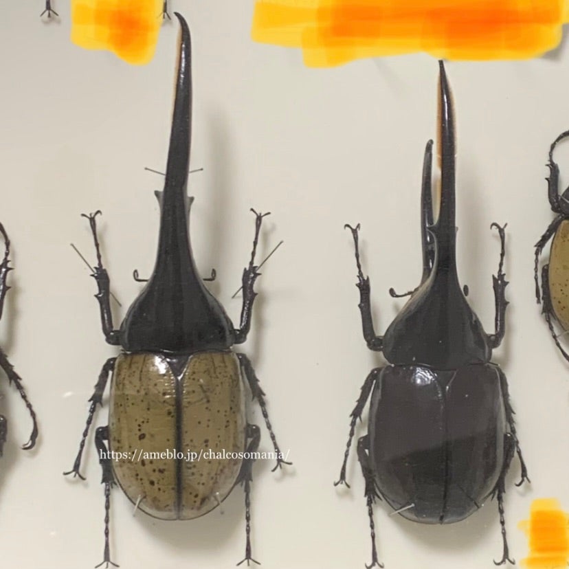 ヘラクレスオオカブト(原名亜種) No.1 野外品 超特大 | 愉快な海と波と恵