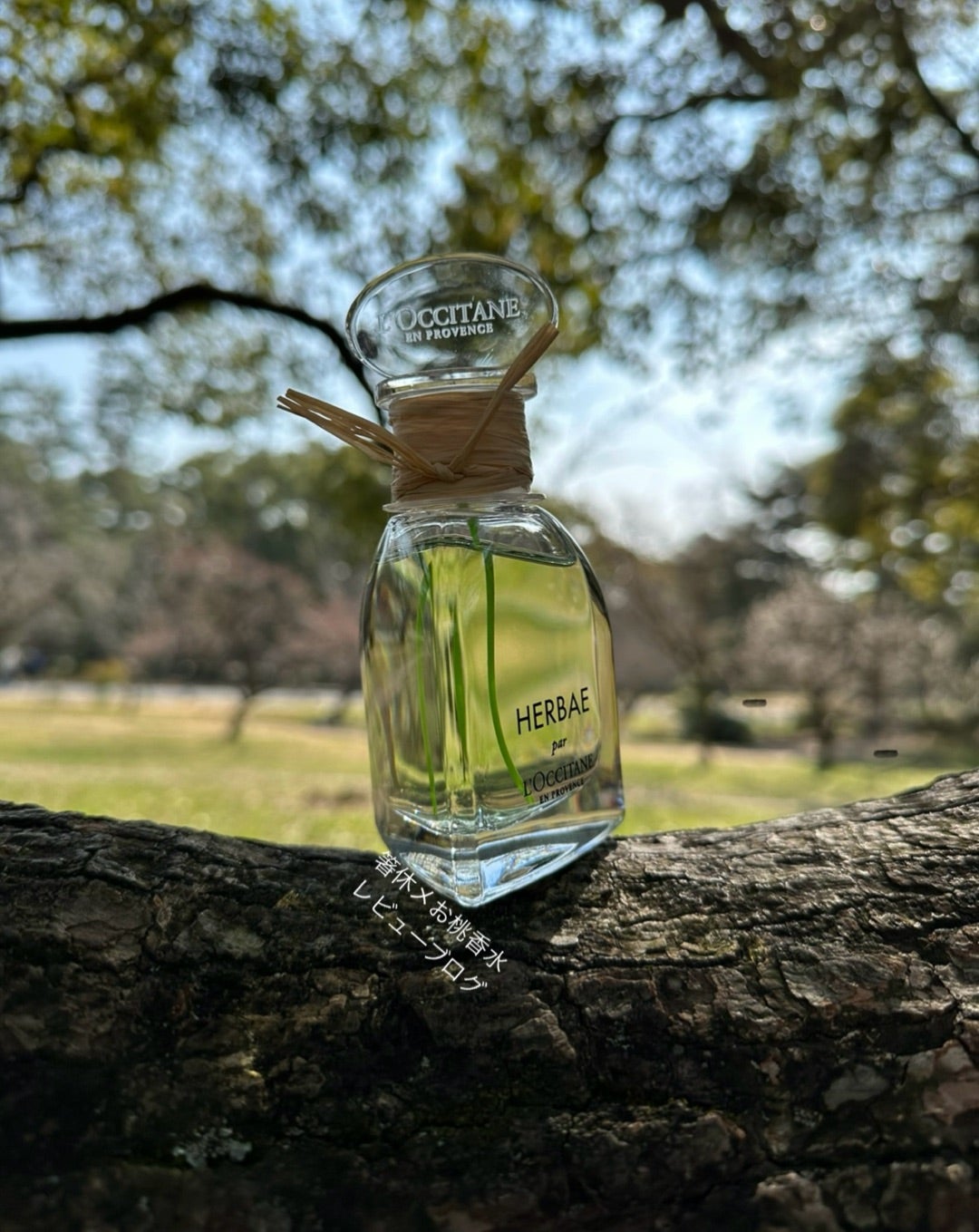 草原の風 香水レビュー エルバベール ロクシタン | 香水レビュー