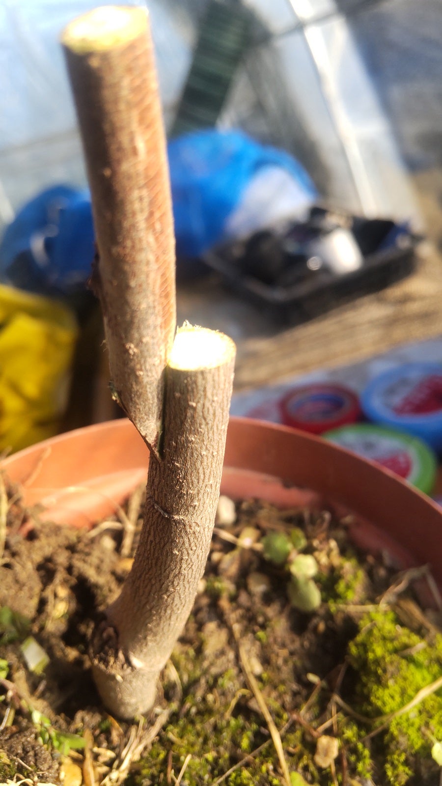 ポポーの接ぎ木 | ゆたか農園のブログ