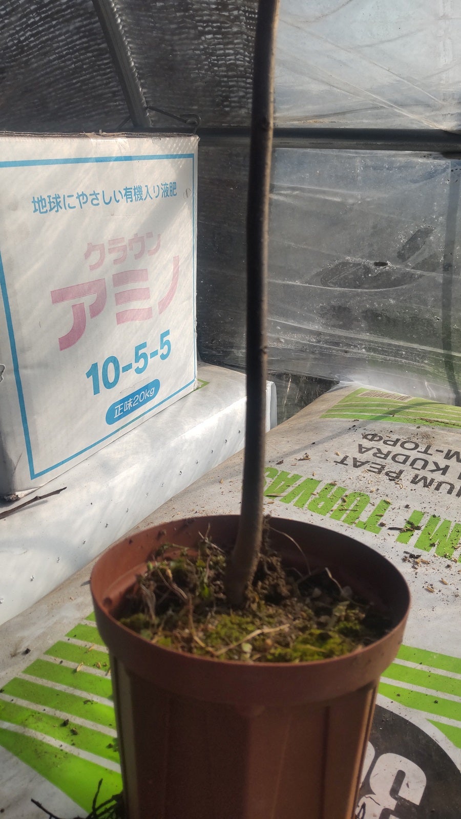 ポポーの接ぎ木 | ゆたか農園のブログ