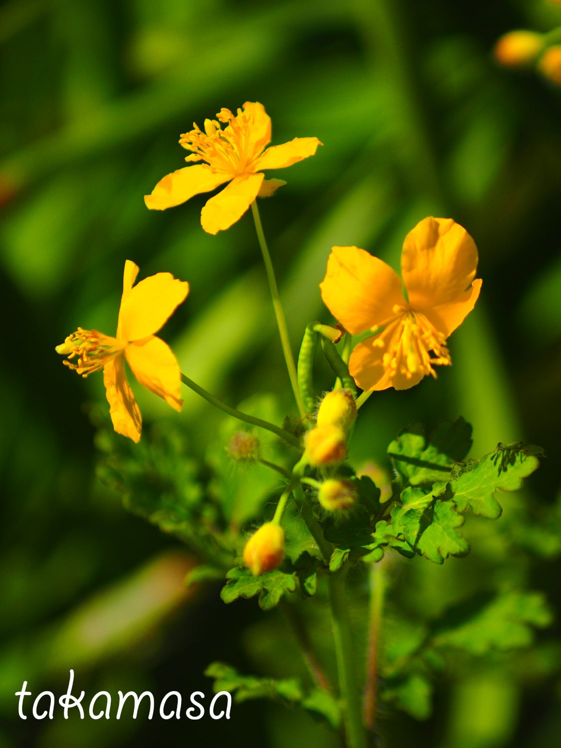 COSINA 75-300mm F4.5-5.6 × E-M1】 #1000円で購入したレンズ | 写真の