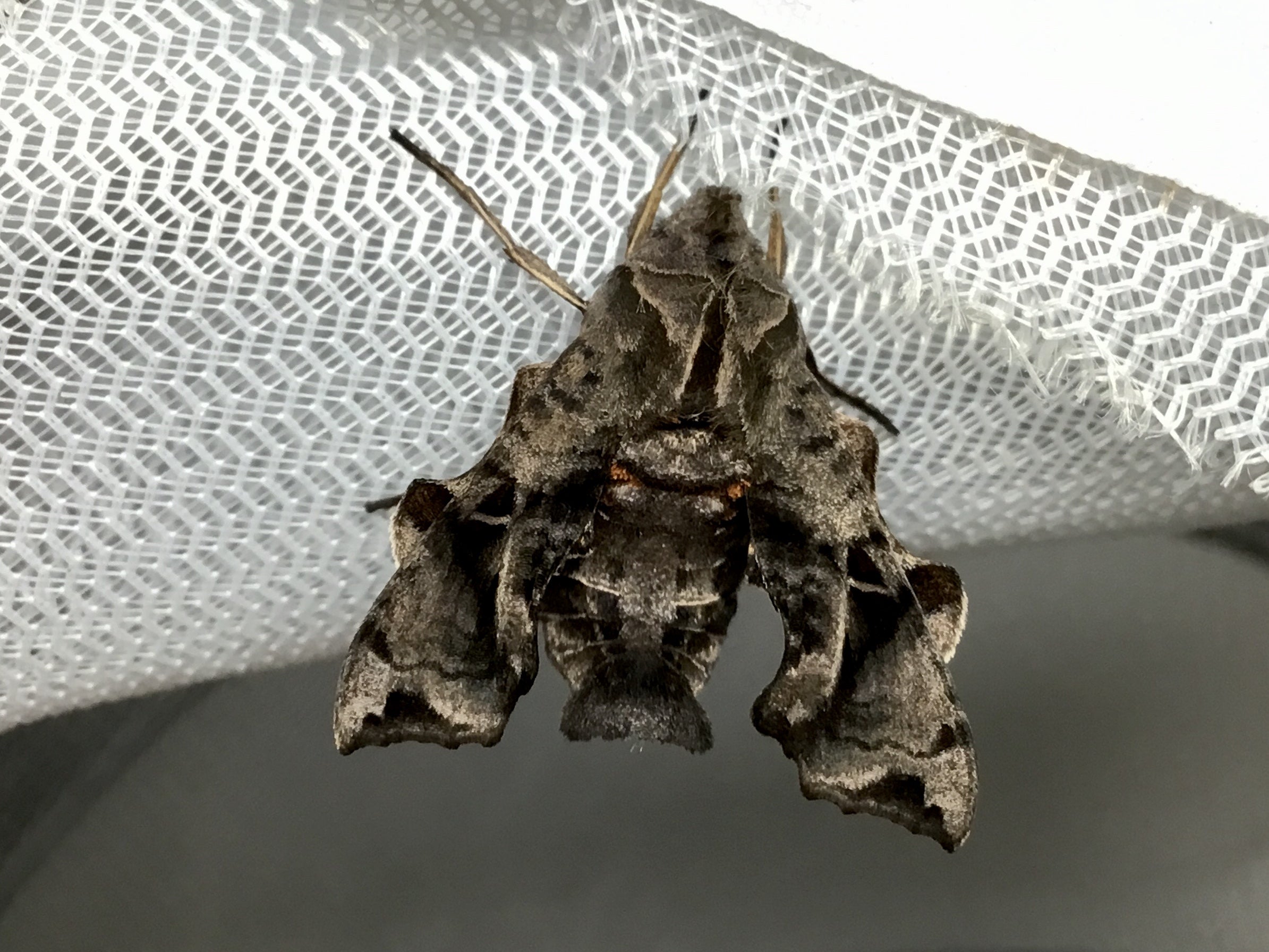 令和5年 チョウ・ガの標本②】10月採集 | テントモソの虫ブログ