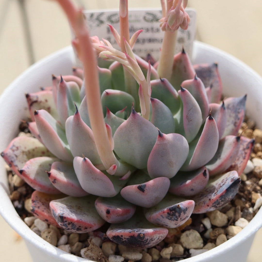 本当にリンゼアナかどうか花比べ | コキリノSucculents Life