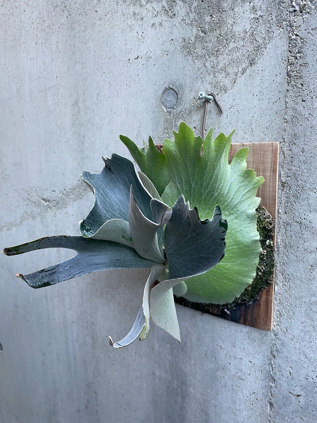 セカンド株 エフエスキュー デラロチャ(P. FSQ（vp#2)'DeLaRocha