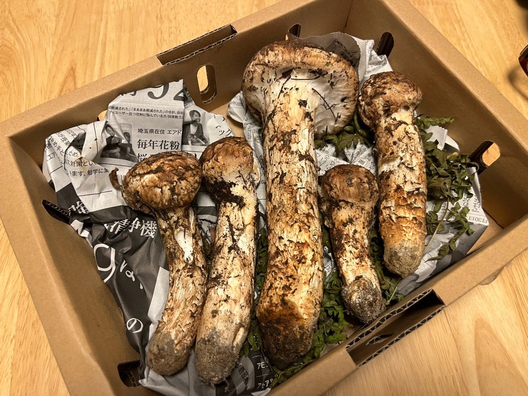 松茸 北海道 700g 訳あり ③ 松茸 北海道 700g 訳あり ③ 松茸 北海道