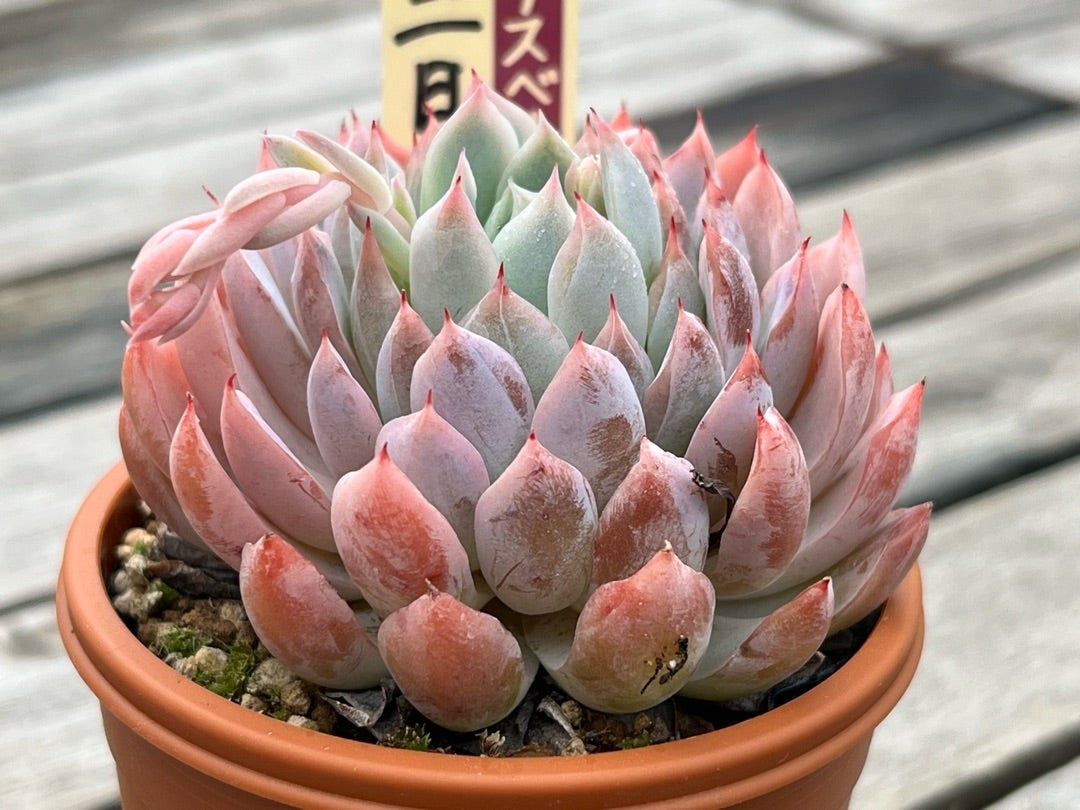 022【三日月】おらいさん苗 ミックスベリア 成長記録 多肉植物