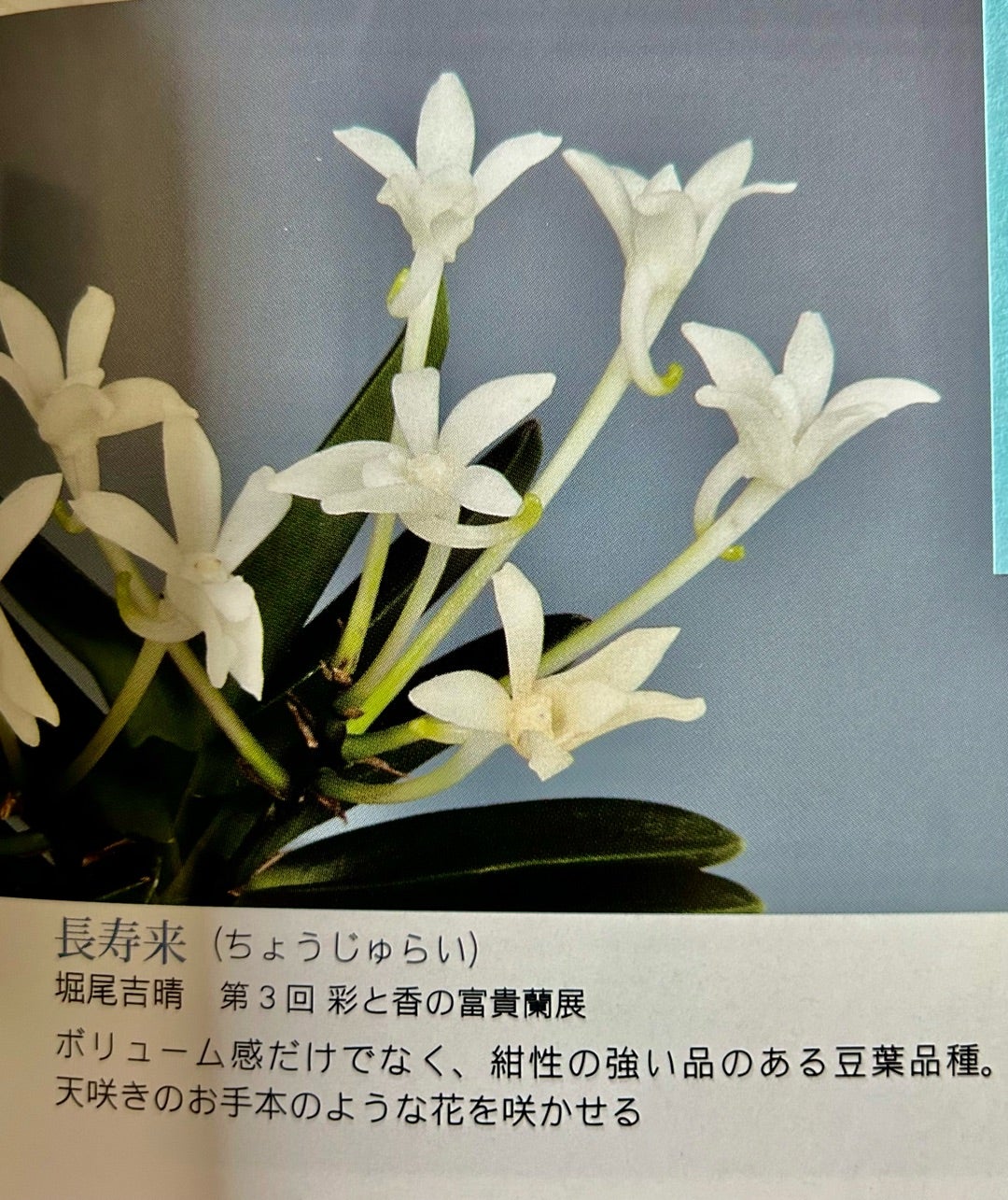 富貴蘭【長寿来】 | 富貴蘭を楽しんでブログ