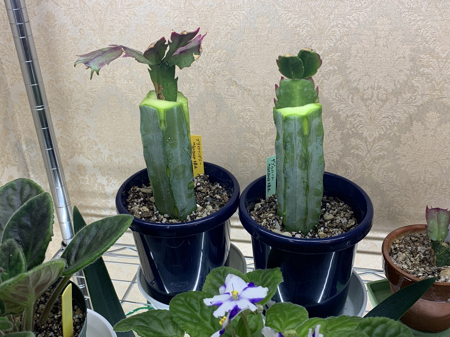 シャコバサボテン接ぎ木 | セントポーリア9割のブログ