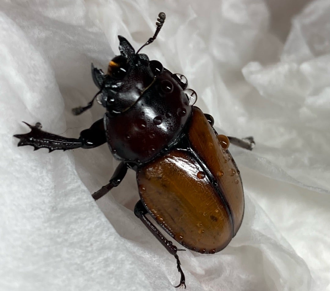 ヤエヤママルバネ 石垣島 屋良部岳産 | kuwa-ebblog くわえぶろぐ