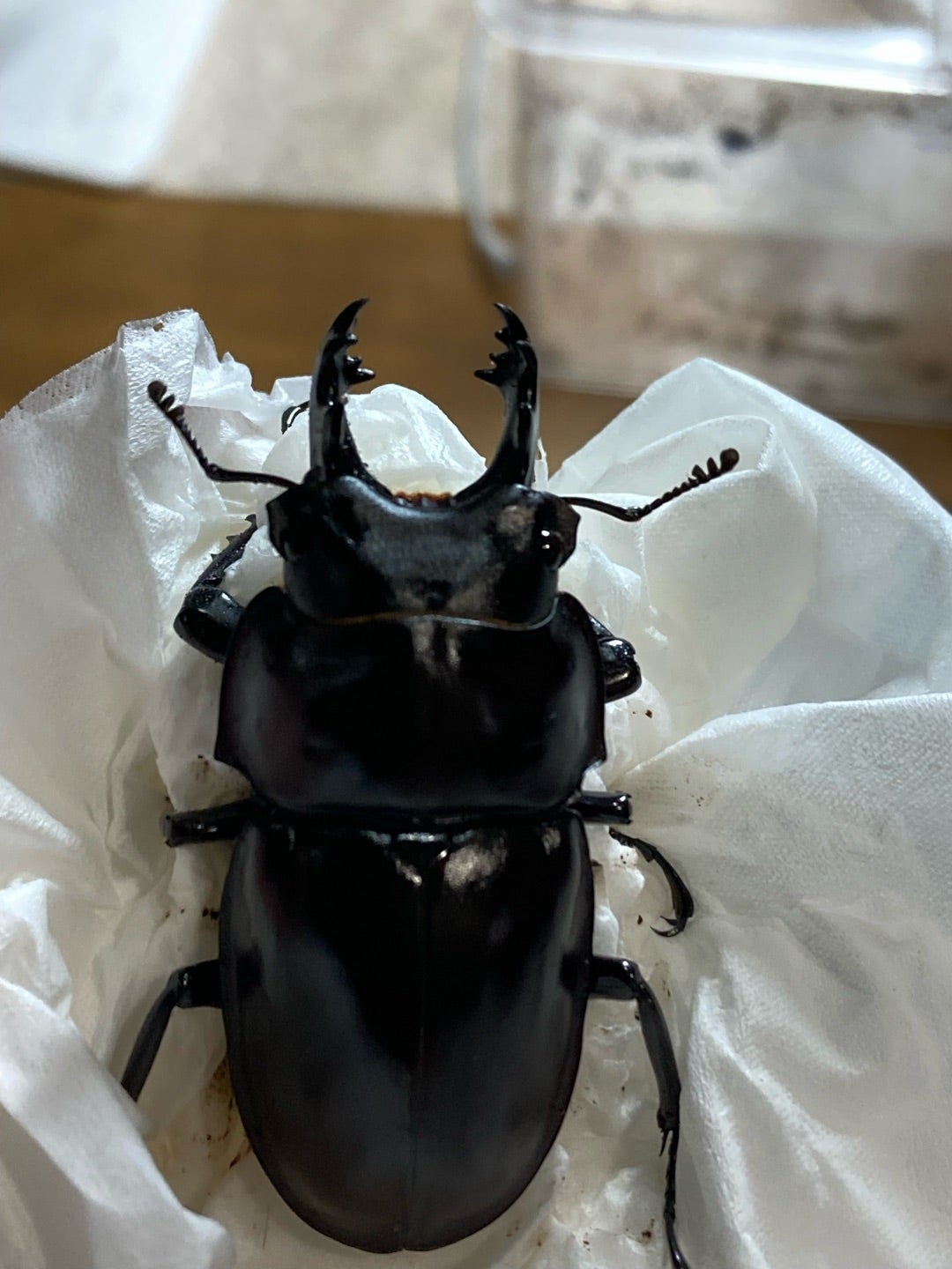 ヤエヤママルバネ 石垣島 屋良部岳産 | kuwa-ebblog くわえぶろぐ