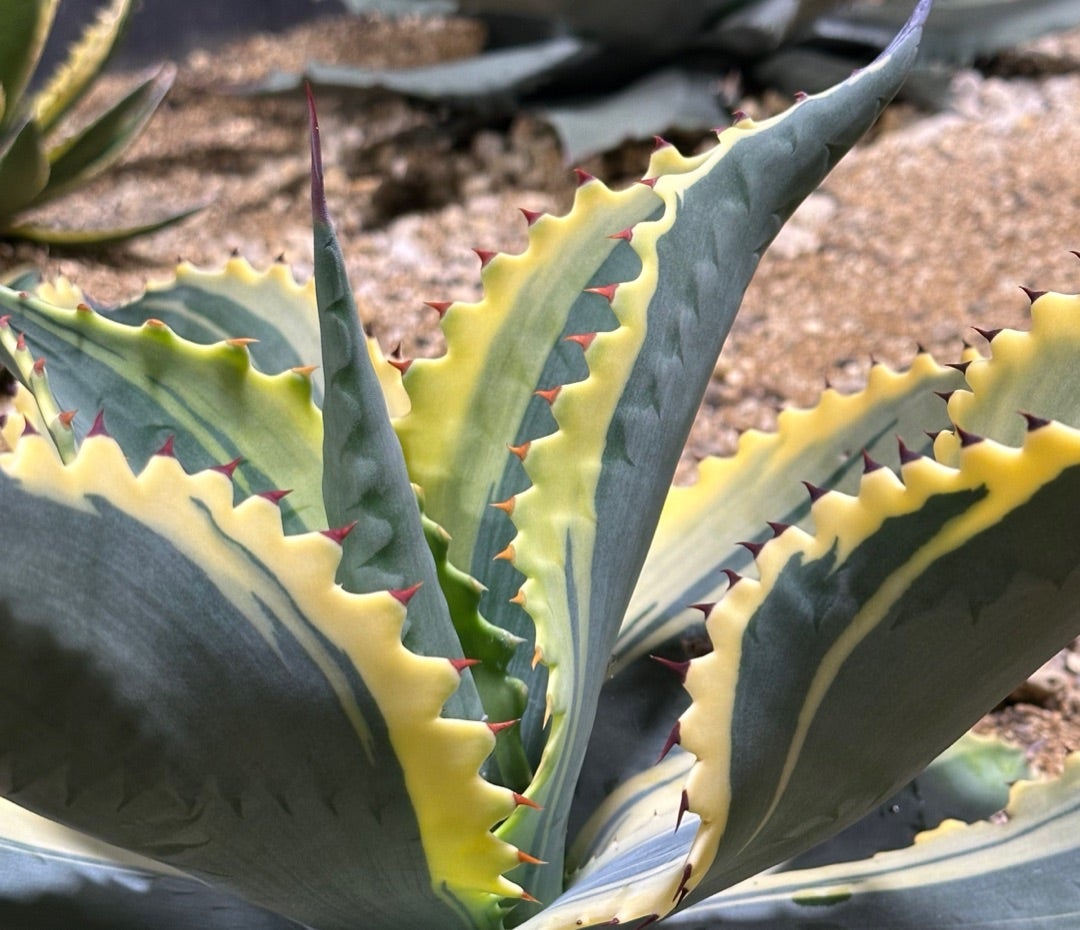 アガベ 近況 リップルエフェクトとサルミアナ | つべるふブログ 多肉