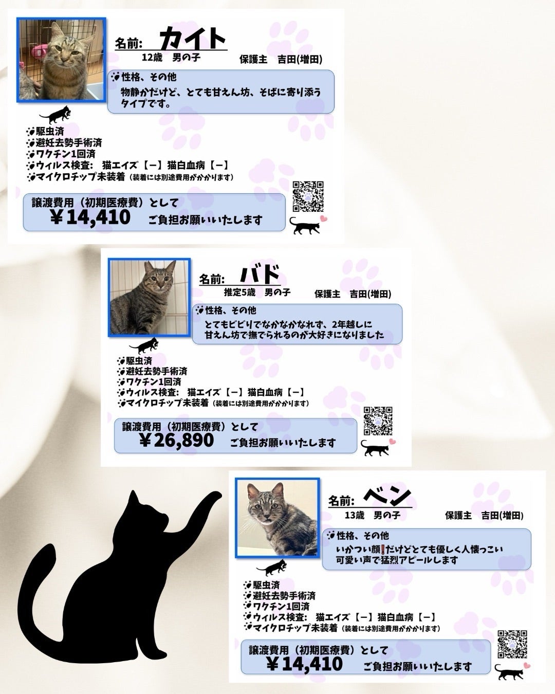 ユアペティア譲渡会参加猫全頭プロフィール【プロフ参加】 | あしながねこ