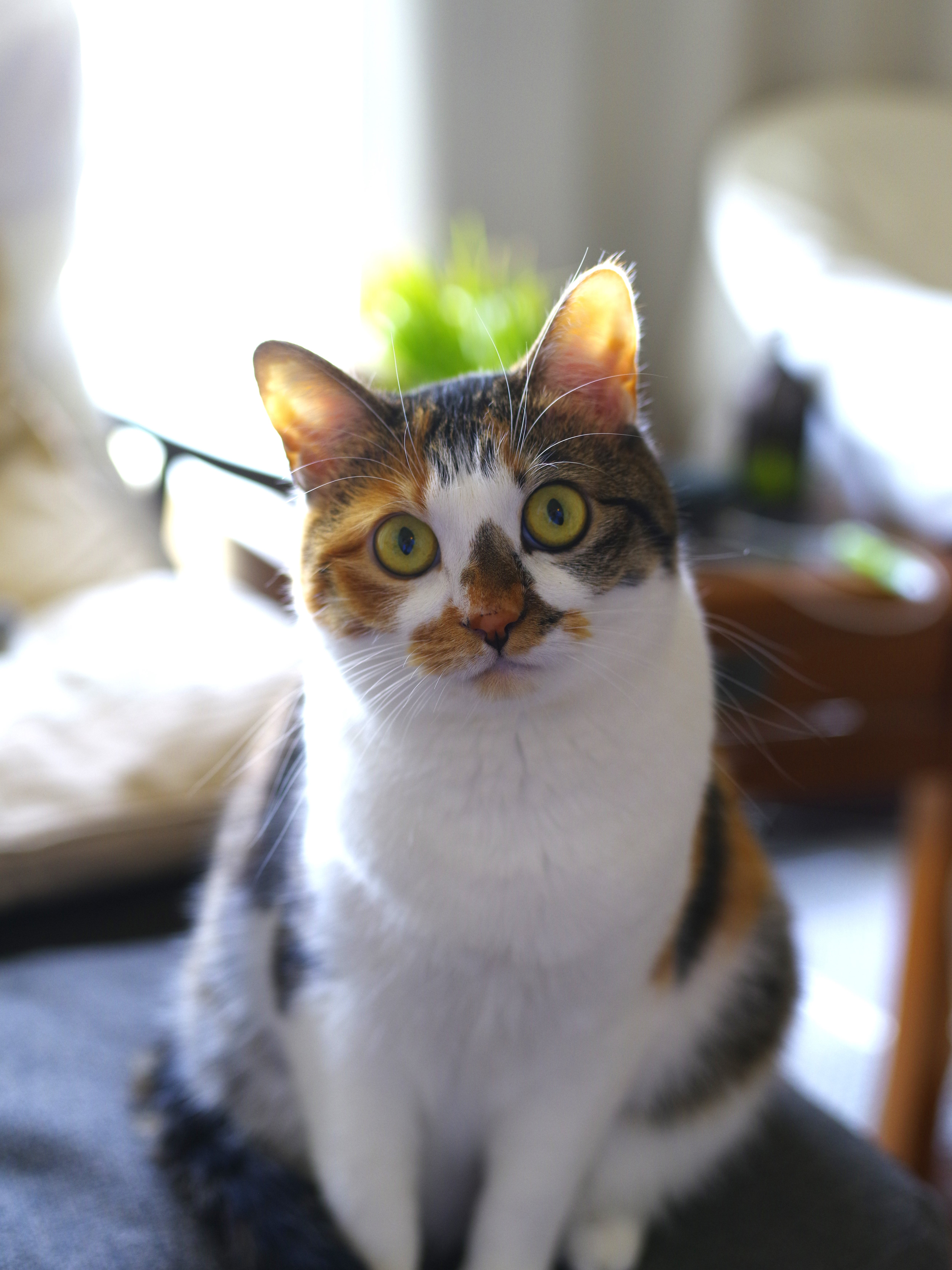 中判レンズの美しいボケ！– smc PENTAX-DFA 645 55mm F2.8 AL