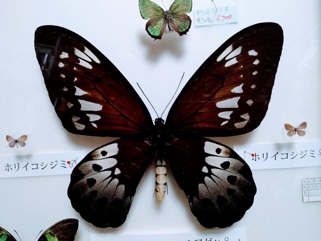 ゴライアストリバネアゲハ標本GET！ | 息子(6歳)の昆虫、植物観察記録。