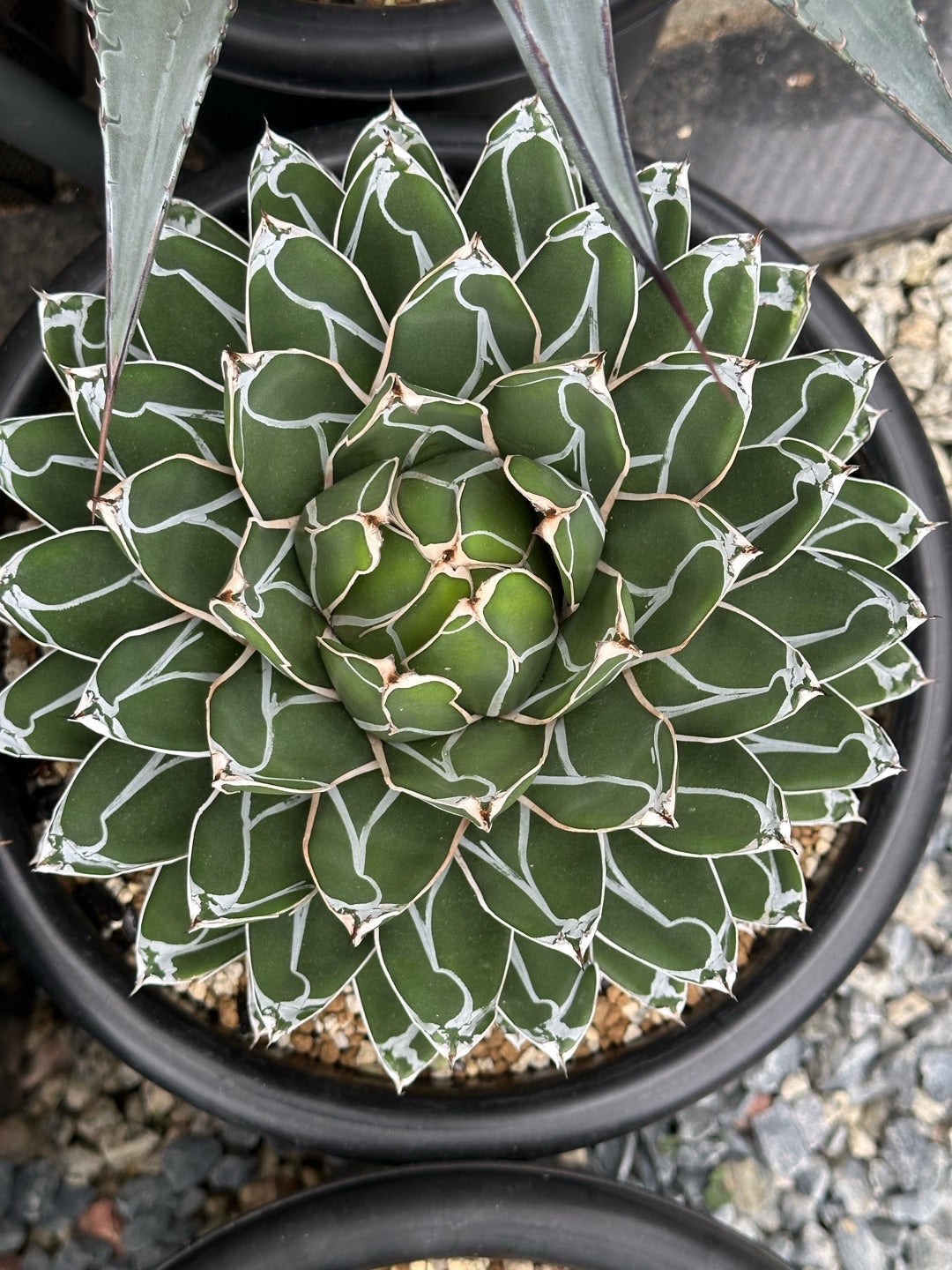 アガベ 笹の雪 大株 | つべるふブログ 多肉生活 2021〜