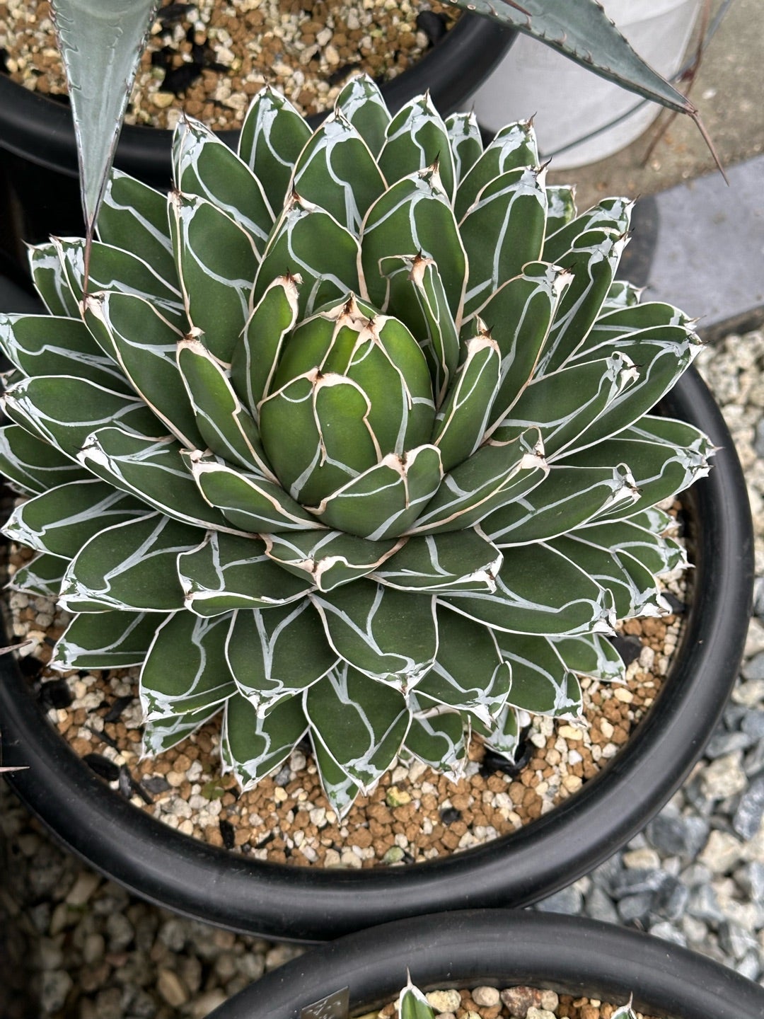 アガベ 笹の雪 大株 | つべるふブログ 多肉生活 2021〜