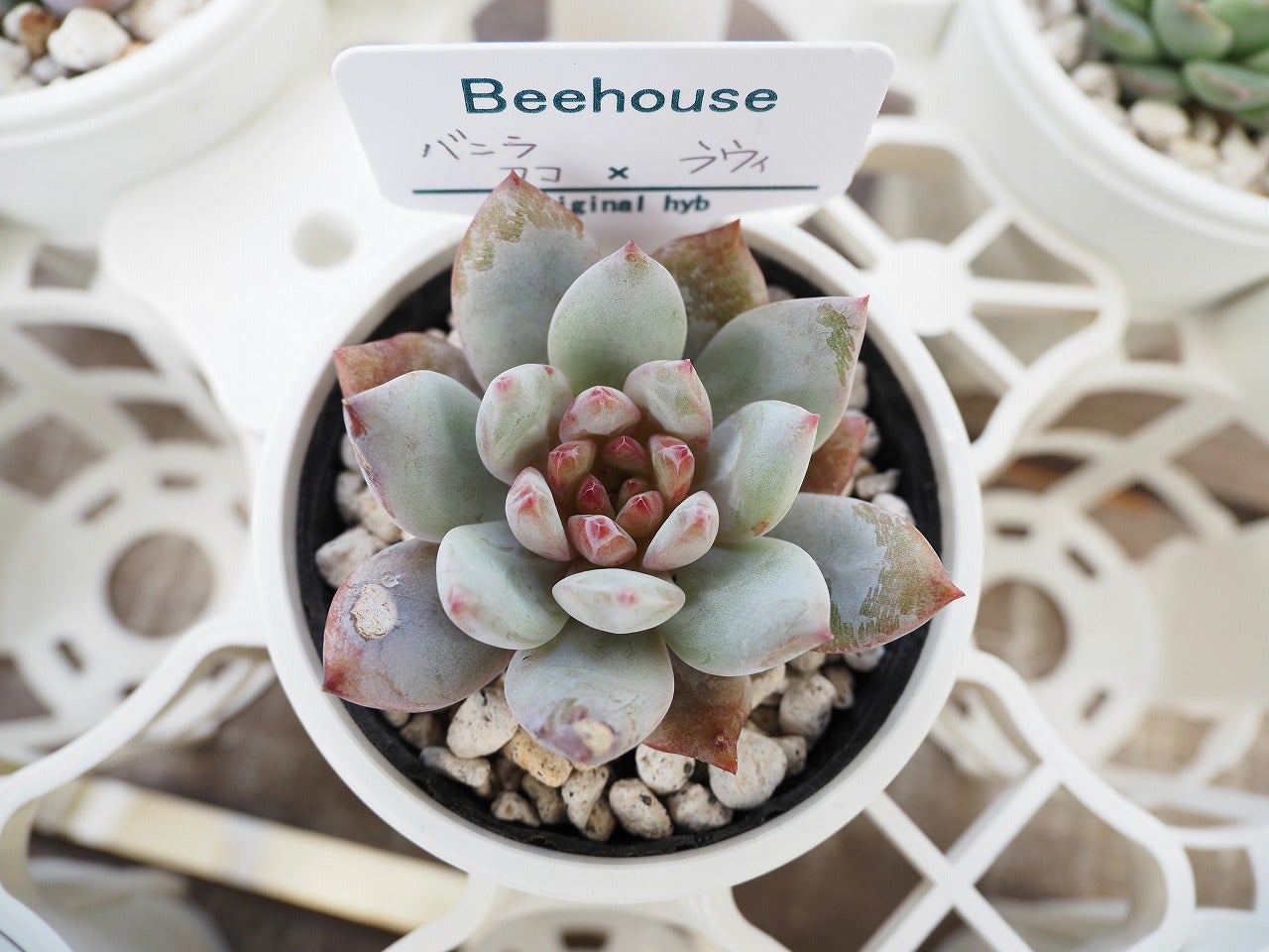 ちょうどトレー半分の戦利品報告 | ブログ版Olive&SucculentGarden