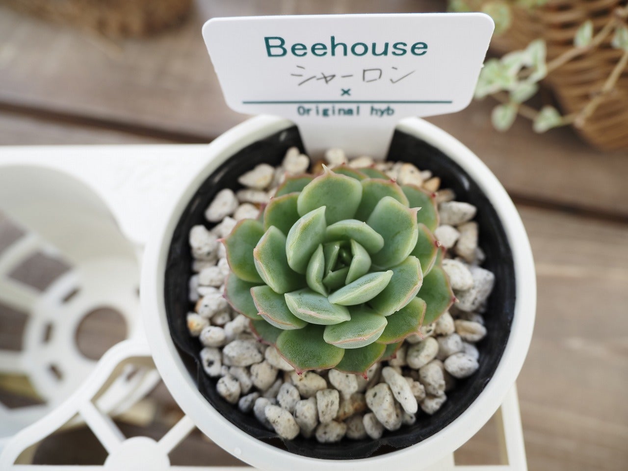 ちょうどトレー半分の戦利品報告 | ブログ版Olive&SucculentGarden