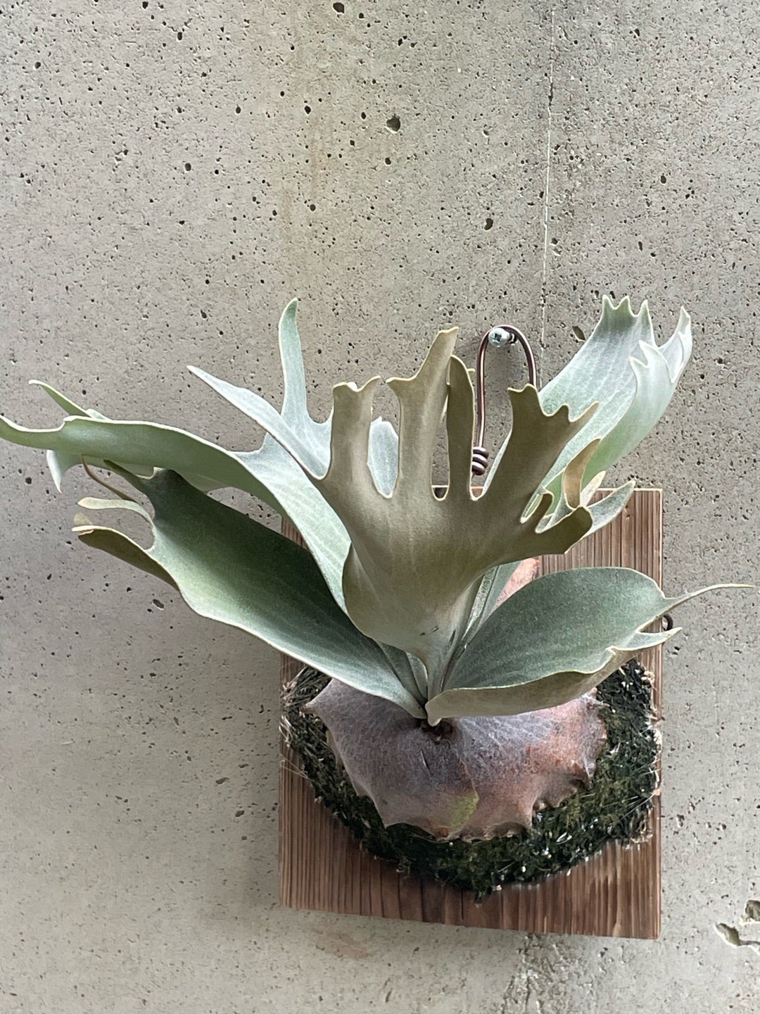 その後のビカクシダ ギンカ (P. ginka) 銀華 ① | calmplantsの