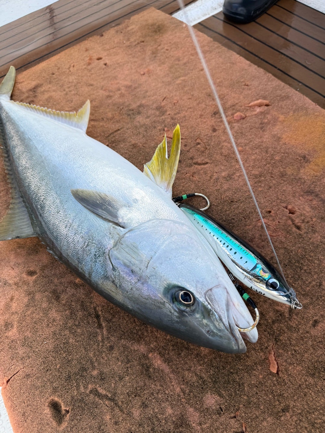 SSランナー | カーペンタールアー、ロッド研究室