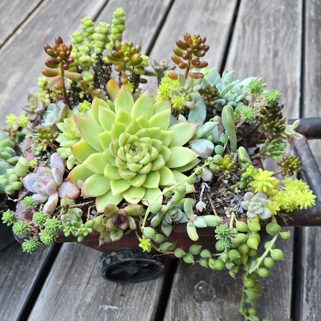 悲惨な姿の夏越し寄せ植え＆お直しで可愛く復活(^з^)-☆ | ＊vanilla