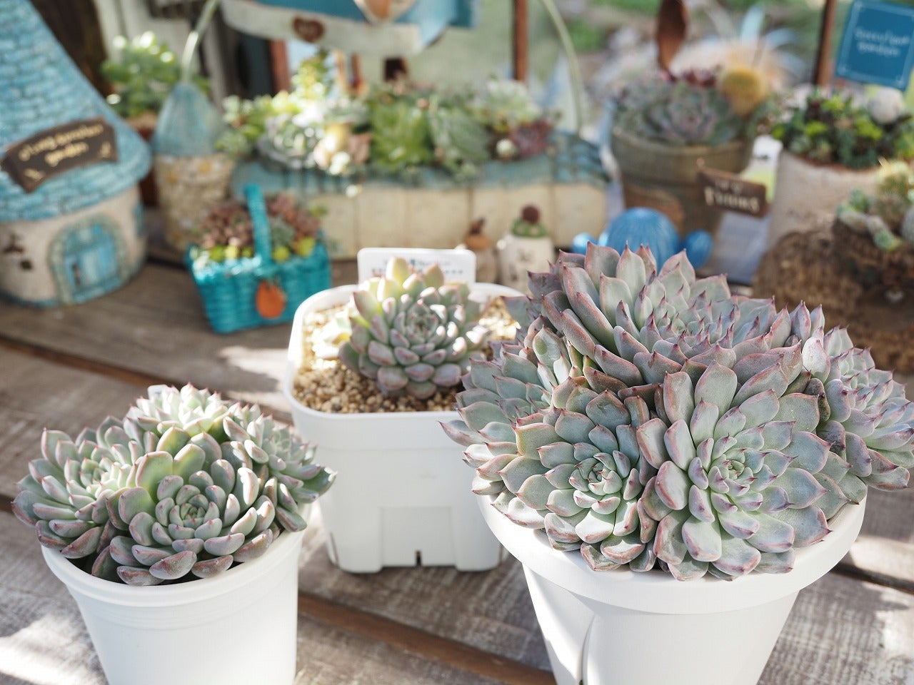 Top【選抜株】多肉植物 18996ブルーライト 10個 鉢無し/脱土 Top【選抜