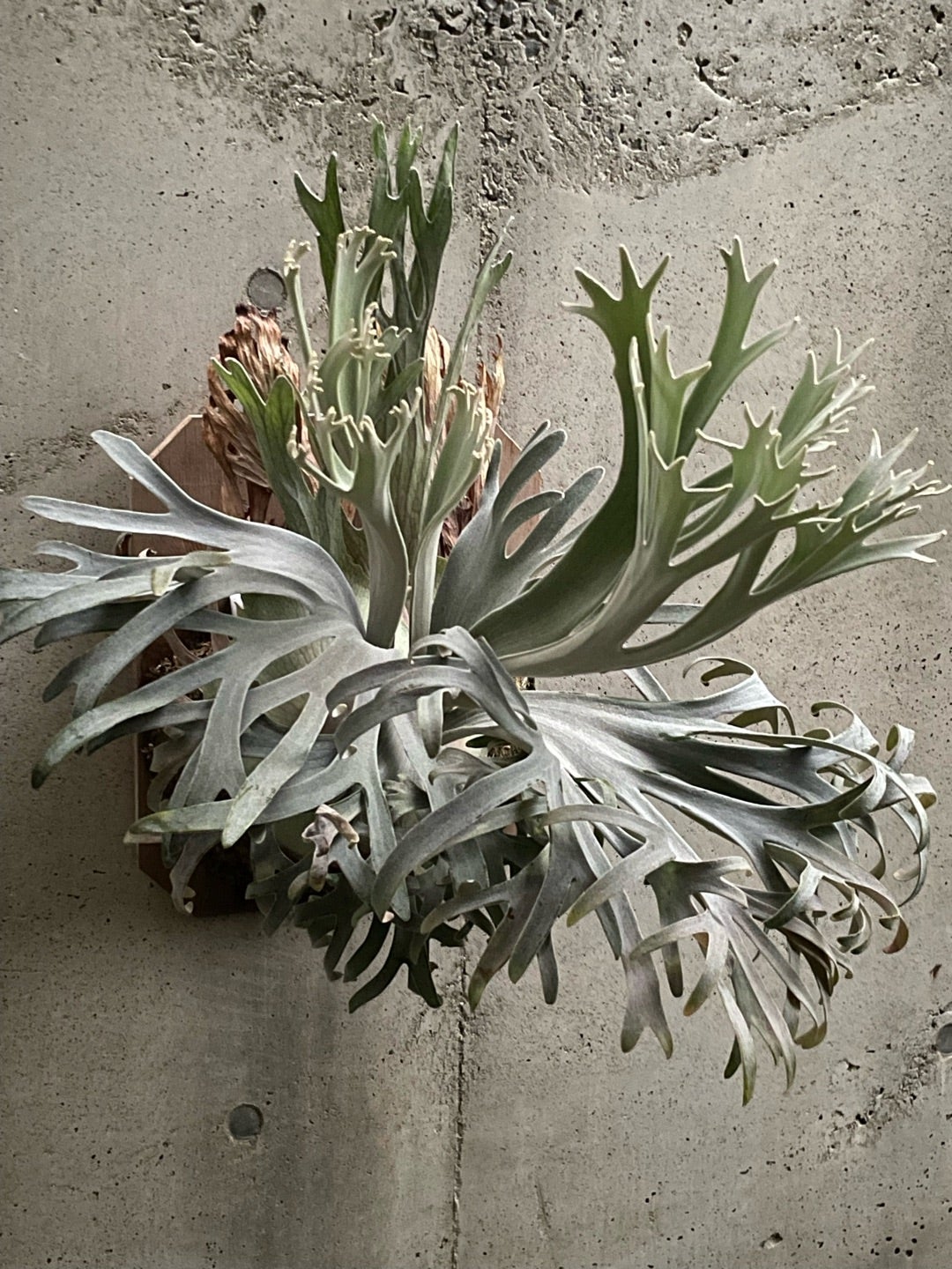 その後のビカクシダ ペドロ② | calmplantsのビカクシダブログ