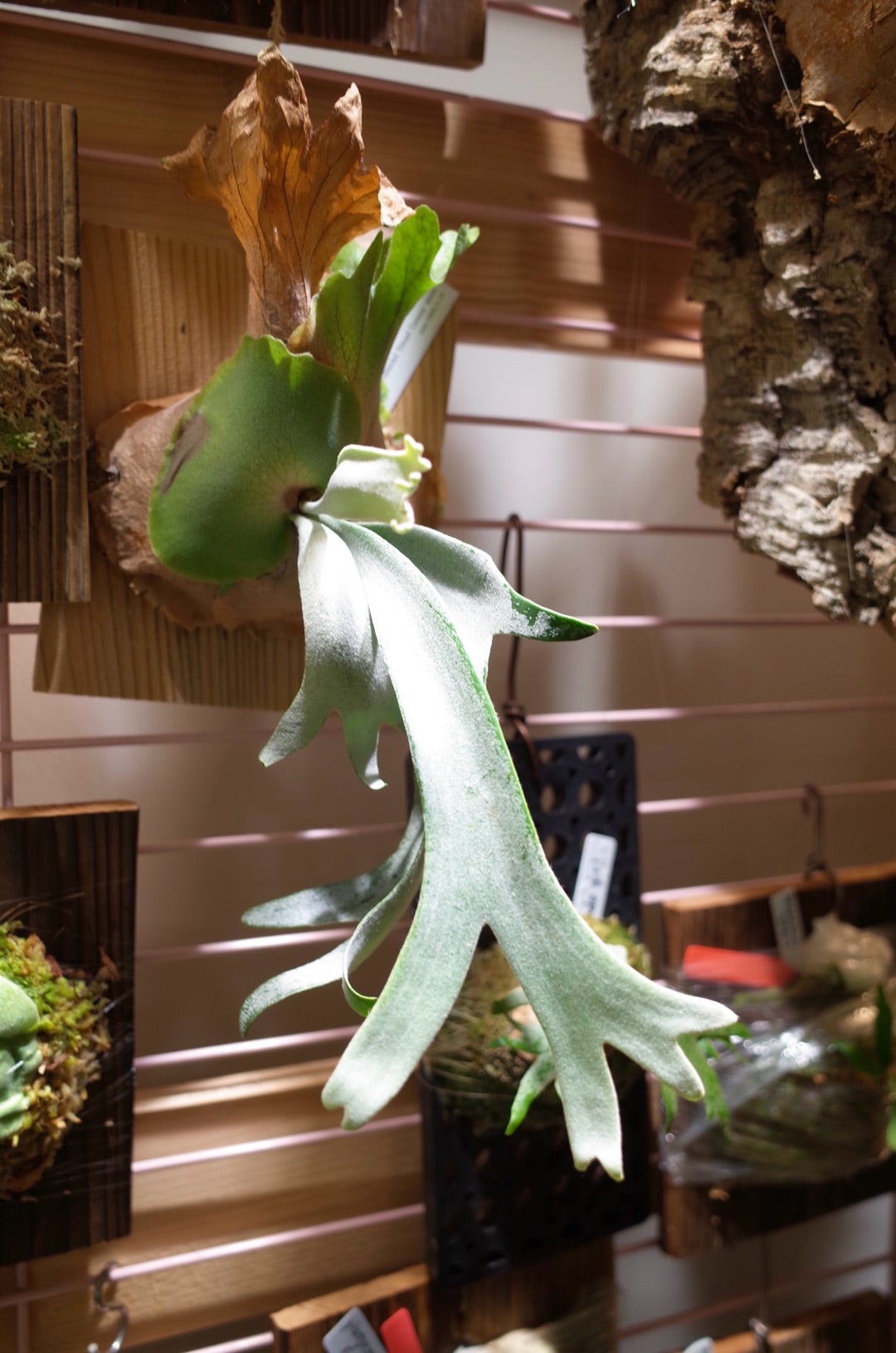 ビカクシダ ウィリンキー ドワーフタツタ 11 | ビザールプランツを育て