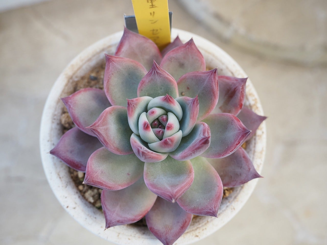 二瓶リンゼアナの魅力とは？多肉植物の育て方と品種解説 | ブログ版