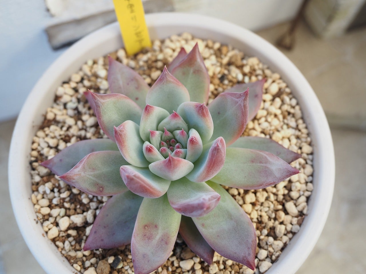 二瓶リンゼアナの魅力とは？多肉植物の育て方と品種解説 | ブログ版