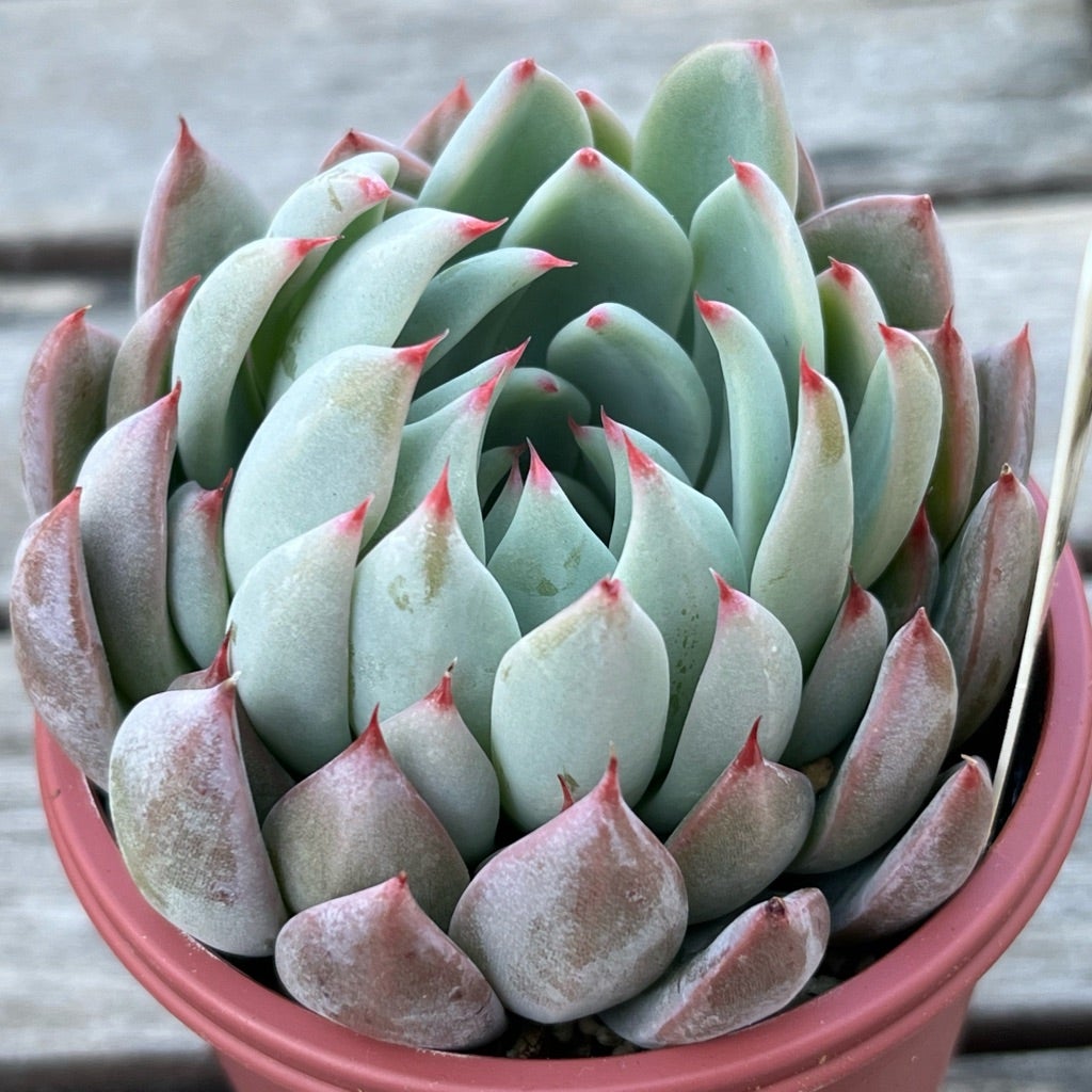 060【桜鬼】おらいさん苗 ミックスベリア 成長記録 多肉植物 | みどり