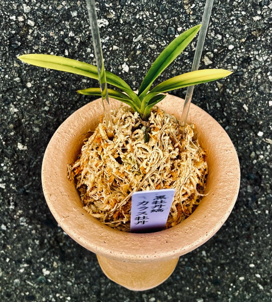 富貴蘭【黒牡丹縞】(カラス牡丹) | 富貴蘭を楽しんでブログ