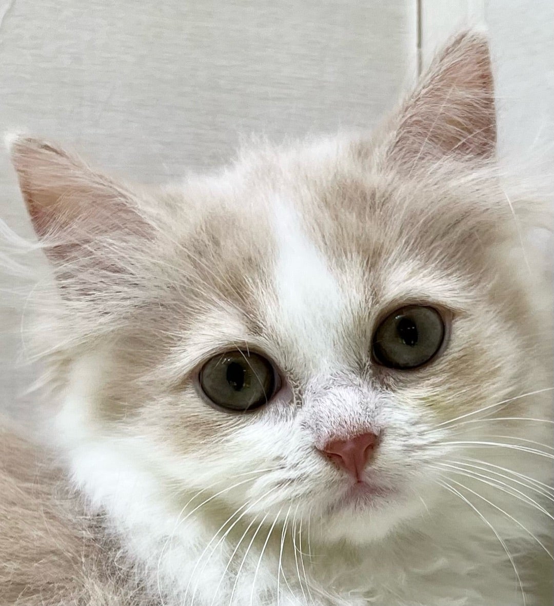 ねこちゃん入舎情報!!② | かねだい八千代店のブログnew!