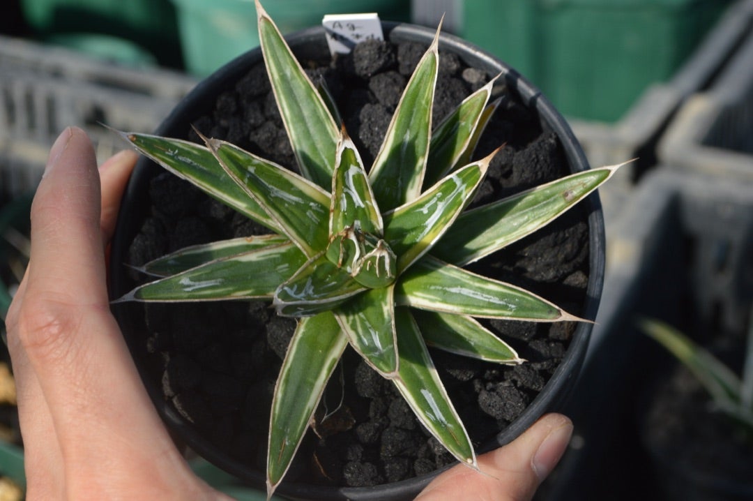 アガベ 極氷山 成長記録① | ~龍の巣窟~