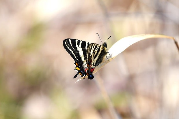 異常型・赤紋型】ギフチョウ（滋賀県・飼育品） 異常型・赤紋型
