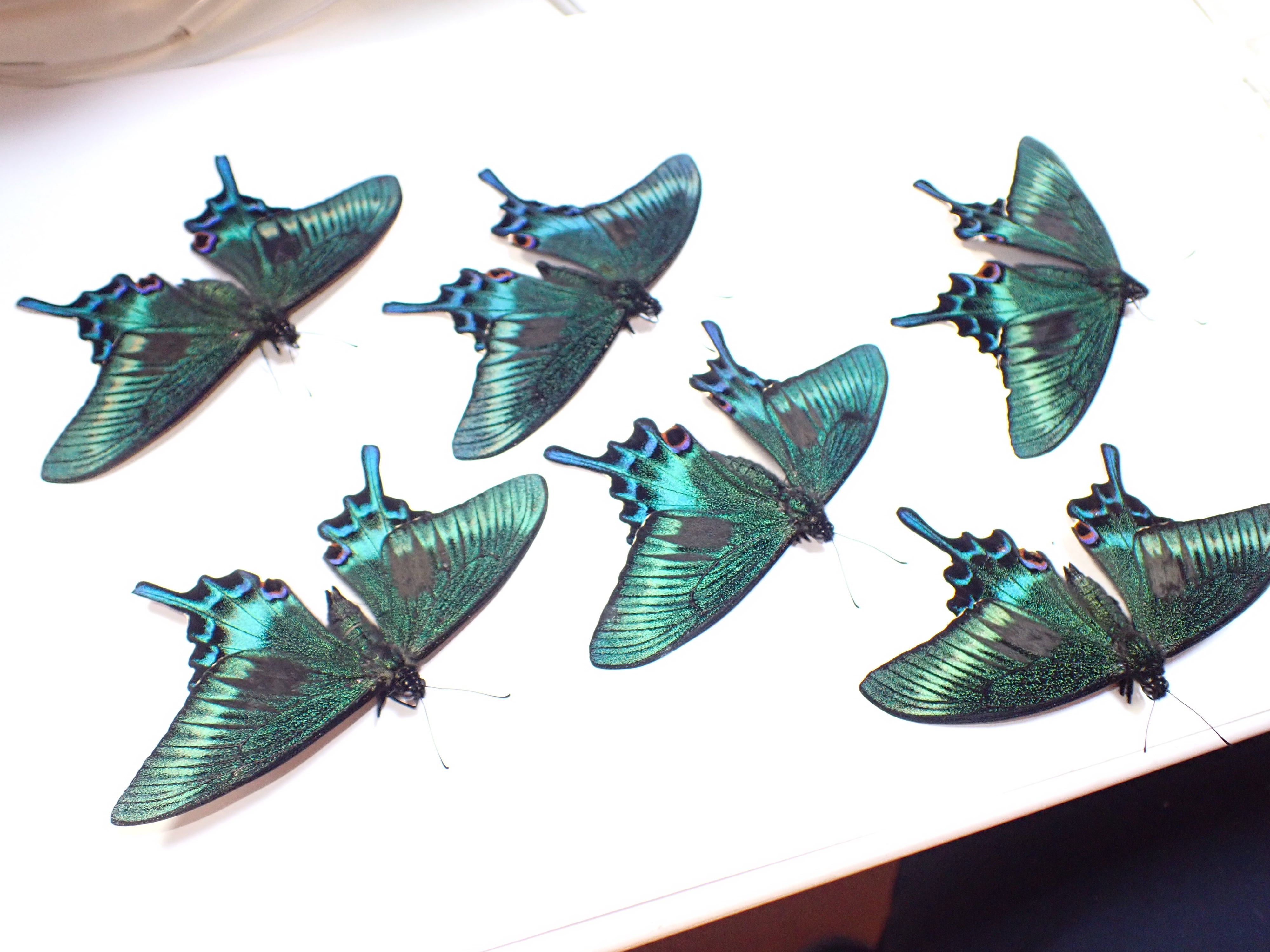 1♂、スゴいのがいたーーッッ！！秀逸の北海道ミヤマカラスアゲハ春型