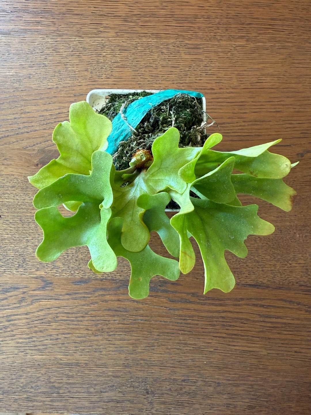 ビカクシダ リドレイドワーフ（P. ridleyi Dwarf) | calmplantsの