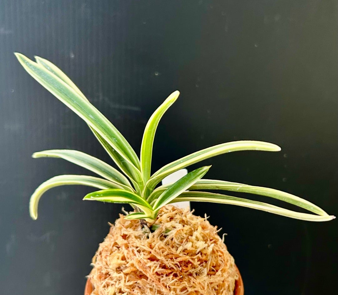 今日も富貴蘭「国東富貴(くにさきふうき)」の植替え！ | 豊の国の翁