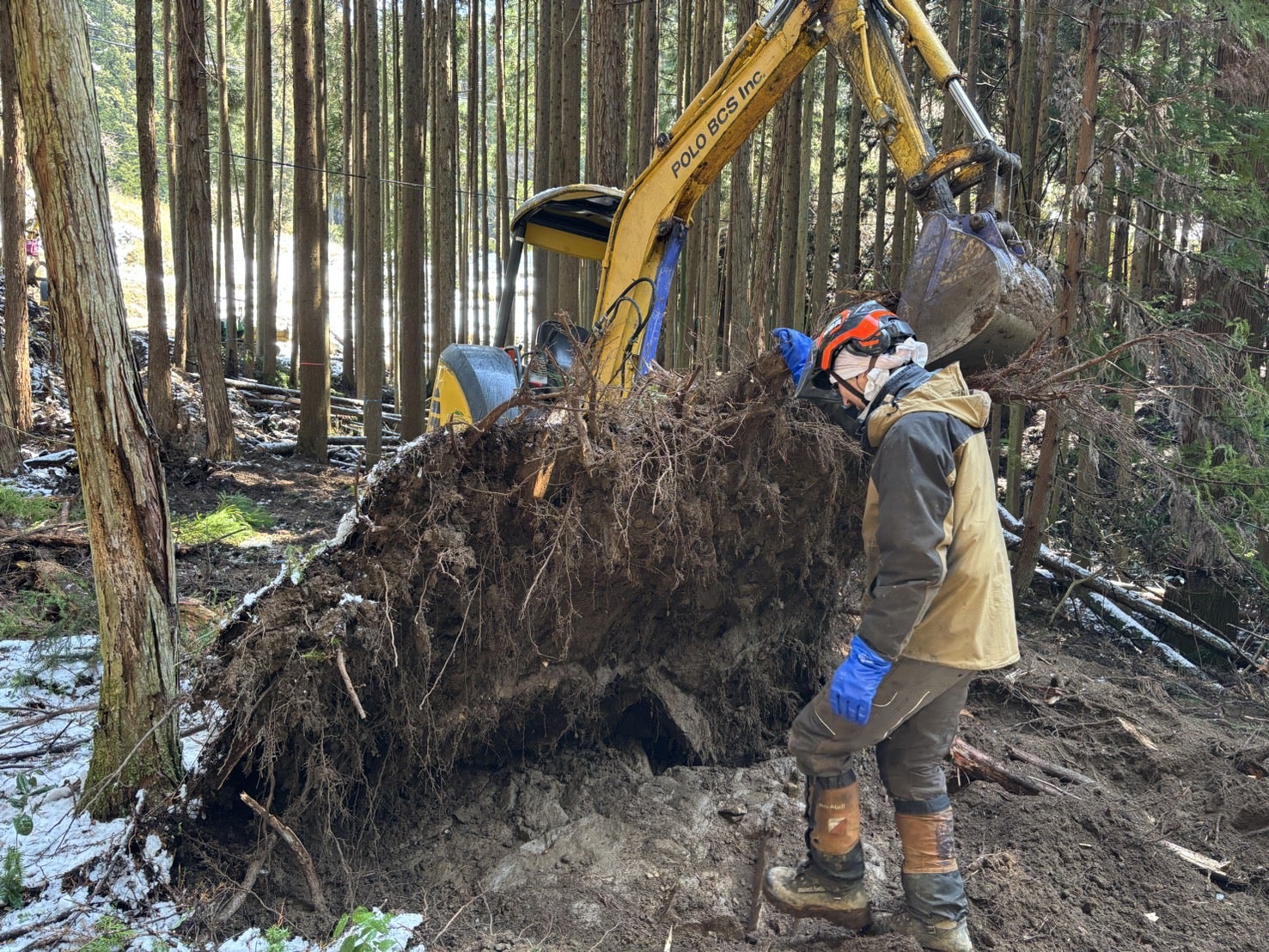 根っこ』の観察 | 吉野の杣人奮闘記