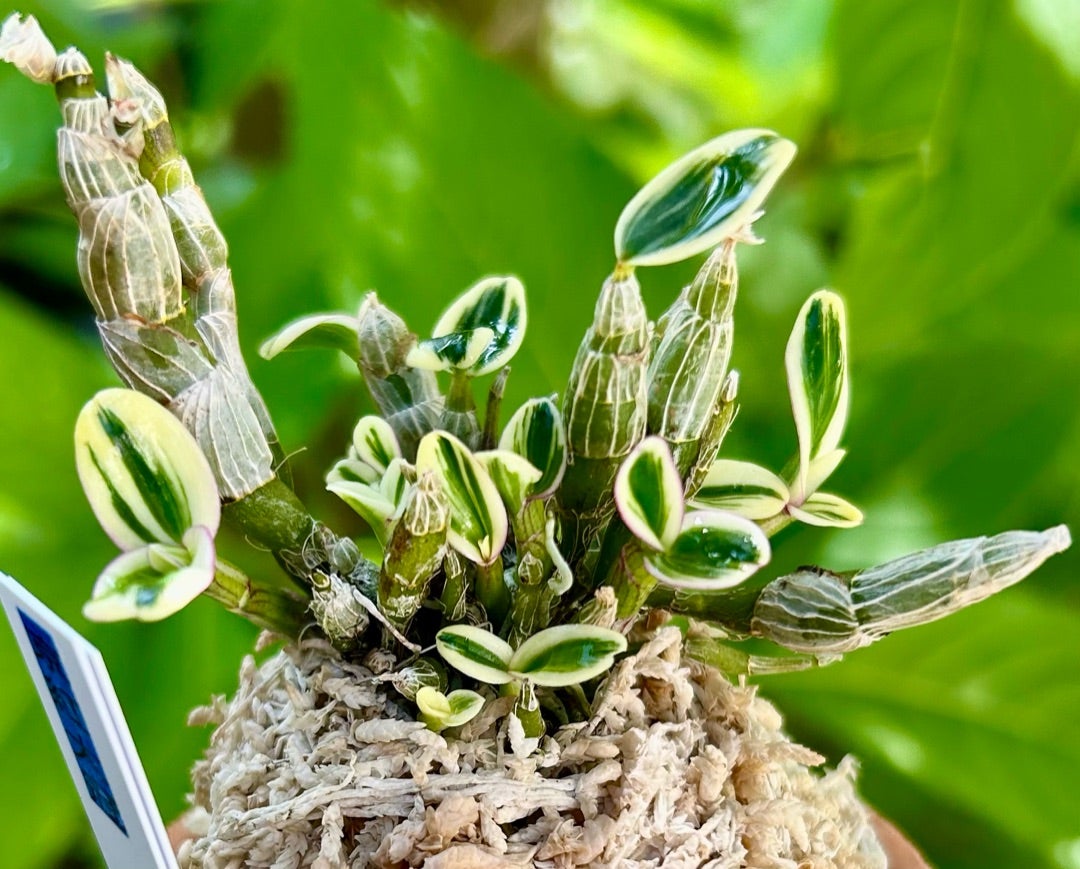 Cy 富貴蘭 『紅絣』 A 大型紅覆輪 Cy 富貴蘭 『猩々の紺縞』