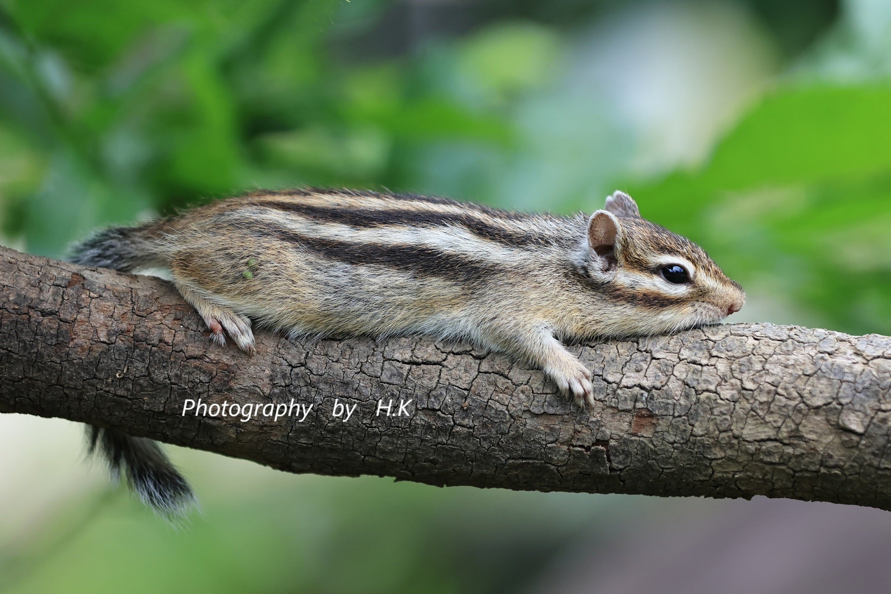 子リス3兄弟 | とーちゃんの処