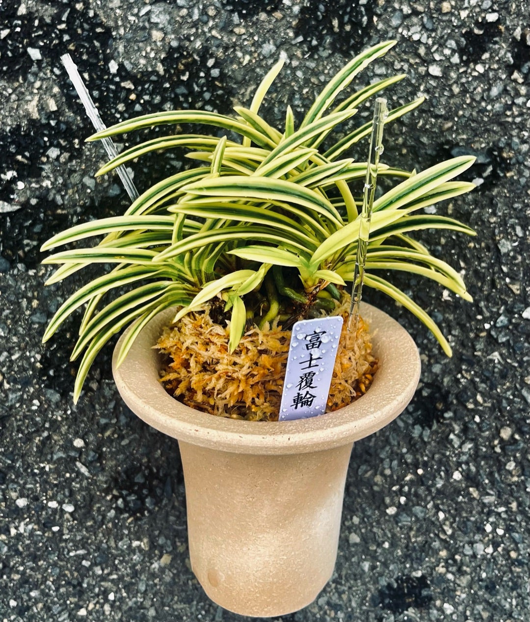 富貴蘭 必見！！至楽宝（至楽覆輪） 富貴蘭 必見！！至楽宝（至楽覆輪