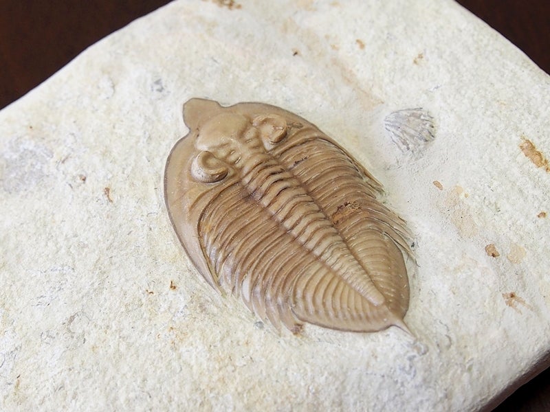 三葉虫の化石の話② | off-yuのブログ