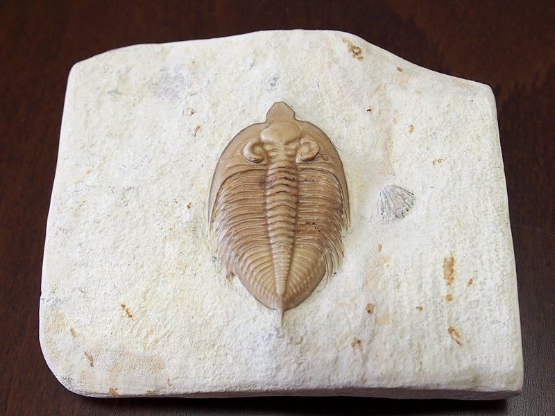 三葉虫の化石の話② | off-yuのブログ