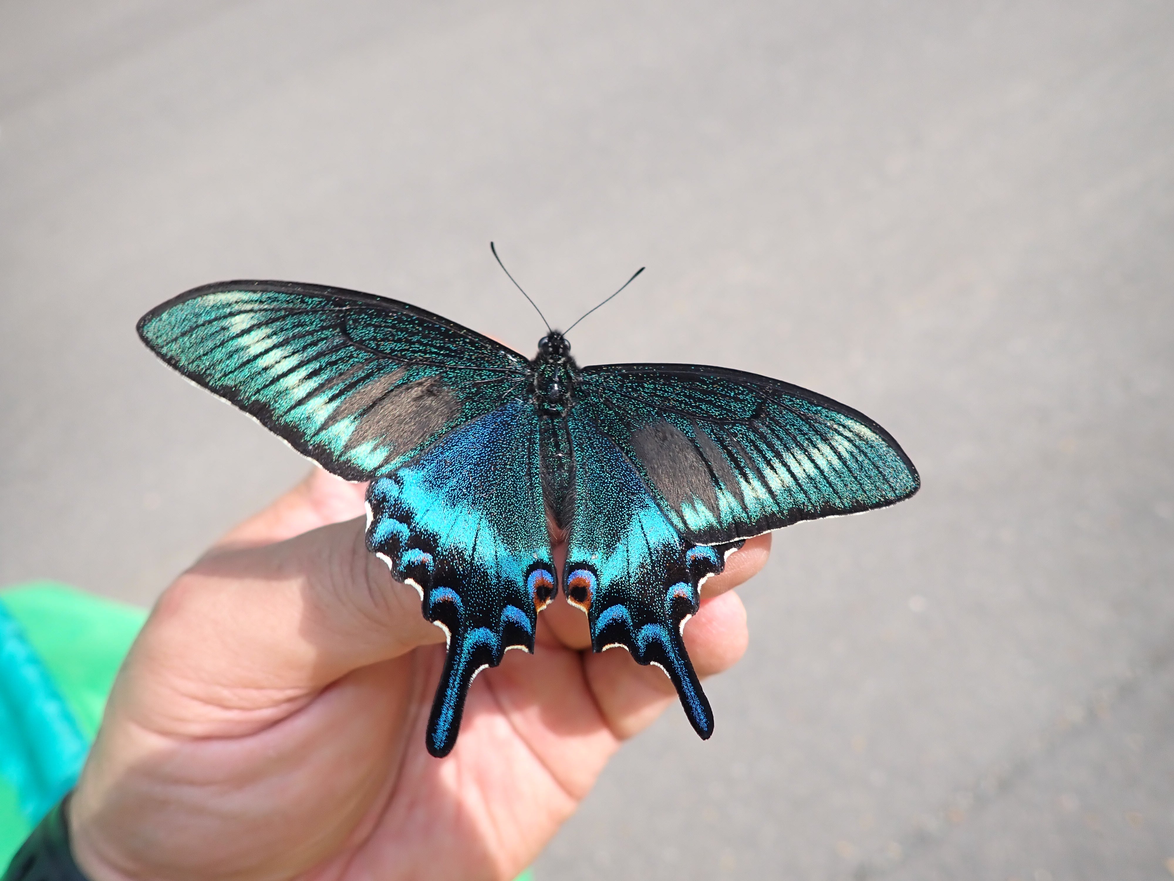 急な決断・・・ちょ～美しい！北海道の春型ミヤマカラスアゲハ