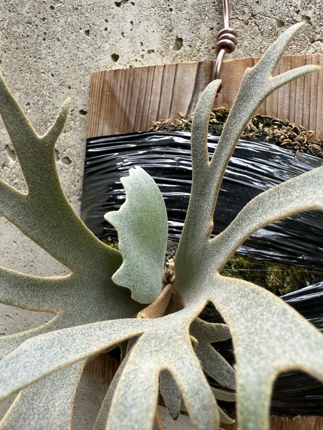 その後のビカクシダ ジェニー（P. willinckii Jenny TC) ②